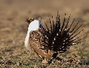 Grouse 2