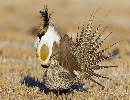Grouse 4