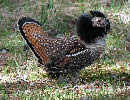 Grouse 12